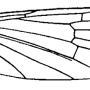 Cheilotrichia (Empeda) baluchistanica : wing Cheilotrichia (Empeda) baluchistanica : wing