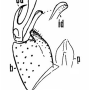 Cheilotrichia (Empeda) brachyclada : hypopygium Cheilotrichia (Empeda) brachyclada : hypopygium