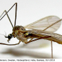 Cheilotrichia (Empeda) cinerascens : habitus - male