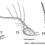 Cheilotrichia (Empeda) cinerascens : body part(s) - antenna