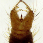 Cheilotrichia (Empeda) cinerascens : hypopygium