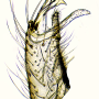 Cheilotrichia (Empeda) cinerascens : hypopygium