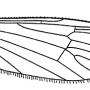 Cheilotrichia (Empeda) cinerascens : wing