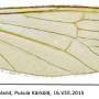 Cheilotrichia (Empeda) cinerascens : wing