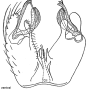 Cheilotrichia (Cheilotrichia) cinerea : hypopygium