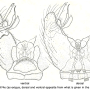 Cheilotrichia (Cheilotrichia) cinerea : hypopygium