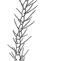 Cheilotrichia (Cheilotrichia) fully : body part(s) - antenna