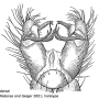 Cheilotrichia (Cheilotrichia) fully : hypopygium