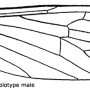Cheilotrichia (Cheilotrichia) fully : wing