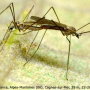 Cheilotrichia (Empeda) fuscohalterata : habitus - copula