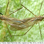 Cheilotrichia (Empeda) fuscohalterata : habitus - copula