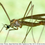Cheilotrichia (Empeda) fuscohalterata : habitus - male