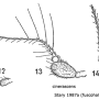 Cheilotrichia (Empeda) fuscohalterata : body part(s) - antenna
