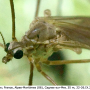 Cheilotrichia (Empeda) fuscohalterata : body part(s) - head and antenna