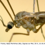 Cheilotrichia (Empeda) fuscohalterata : body part(s) - head and thorax