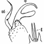 Cheilotrichia (Cheilotrichia) laetipennis : hypopygium