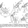 Cheilotrichia (Empeda) minima : hypopygium
