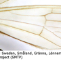Cheilotrichia (Empeda) neglecta : wing
