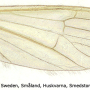 Cheilotrichia (Empeda) neglecta : wing