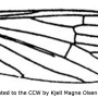Cheilotrichia (Empeda) nigroapicalis : wing