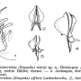 Cheilotrichia (Empeda) staryi : hypopygium