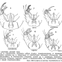 Cheilotrichia (Empeda) staryi : hypopygium