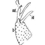 Cheilotrichia (Empeda) subnubila : hypopygium
