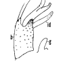 Cheilotrichia (Empeda) sulfureoclavata : hypopygium
