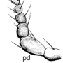 Cheilotrichia (Empeda) tenuifurca : body part(s) - antenna Cheilotrichia (Empeda) tenuifurca : body part(s) - antenna