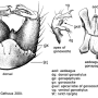 Cheilotrichia (Empeda) tenuifurca : hypopygium Cheilotrichia (Empeda) tenuifurca : hypopygium