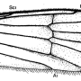 Cheilotrichia (Empeda) tenuifurca : wing Cheilotrichia (Empeda) tenuifurca : wing