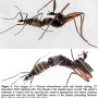 Chionea alexandriana : habitus - copula