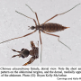 Chionea alexandriana : habitus - female