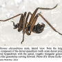 Chionea alexandriana : habitus - male
