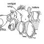 Chionea alexandriana : body part(s) - head and thorax