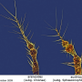 Chionea araneoides : body part(s) - antenna