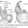 Chionea araneoides : hypopygium