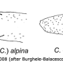 Chionea lutescens : body part(s) - leg