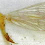 Cladura autumna : habitus - female Cladura autumna : habitus - female