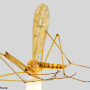 Cladura flavoferruginea : habitus - female