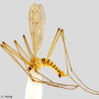 Cladura flavoferruginea : habitus - male