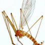 Cladura itoi : habitus - male