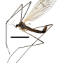 Cladura machidella : habitus - male Cladura machidella : habitus - male