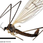 Cladura machidella : habitus - male Cladura machidella : habitus - male