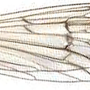 Cladura machidella : wing Cladura machidella : wing