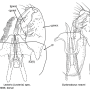 Clydonodozus neavei : hypopygium