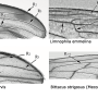 Clydonodozus neavei : wing