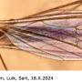 Crypteria (Crypteria) limnophiloides : habitus - female Crypteria (Crypteria) limnophiloides : habitus - female