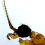 Crypteria (Crypteria) limnophiloides : body part(s) - head and antenna