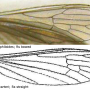 Crypteria (Crypteria) limnophiloides : wing
